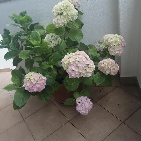 Purkovic Lägenhet Vodice