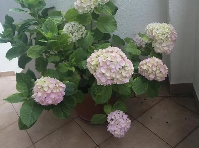 Purkovic Apartamento Vodice